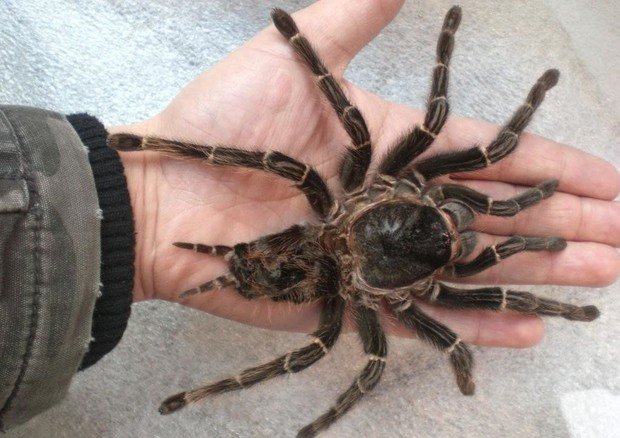 Hipnose para fobias e medos aranhas cobras
